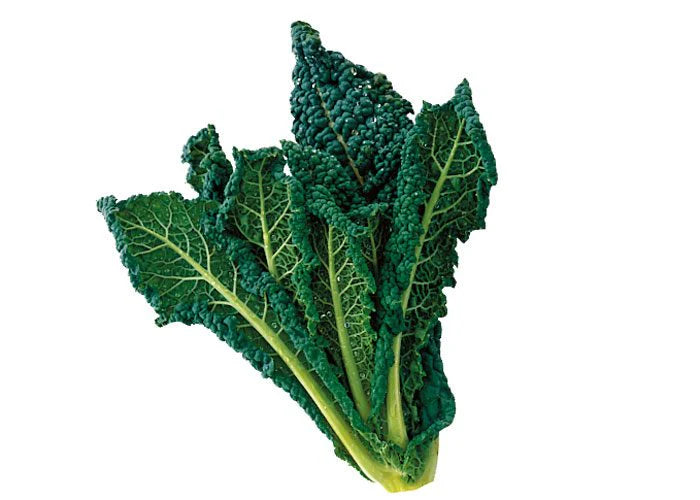 CABBAGE BLACK / CAVOLO NERO