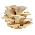 MUSHROOM PLEUS