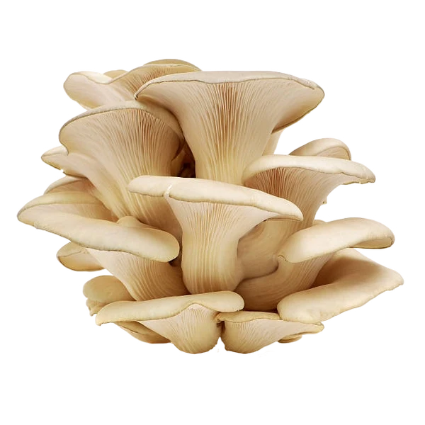 MUSHROOM PLEUS
