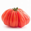 TOMATO COSTOLUTO