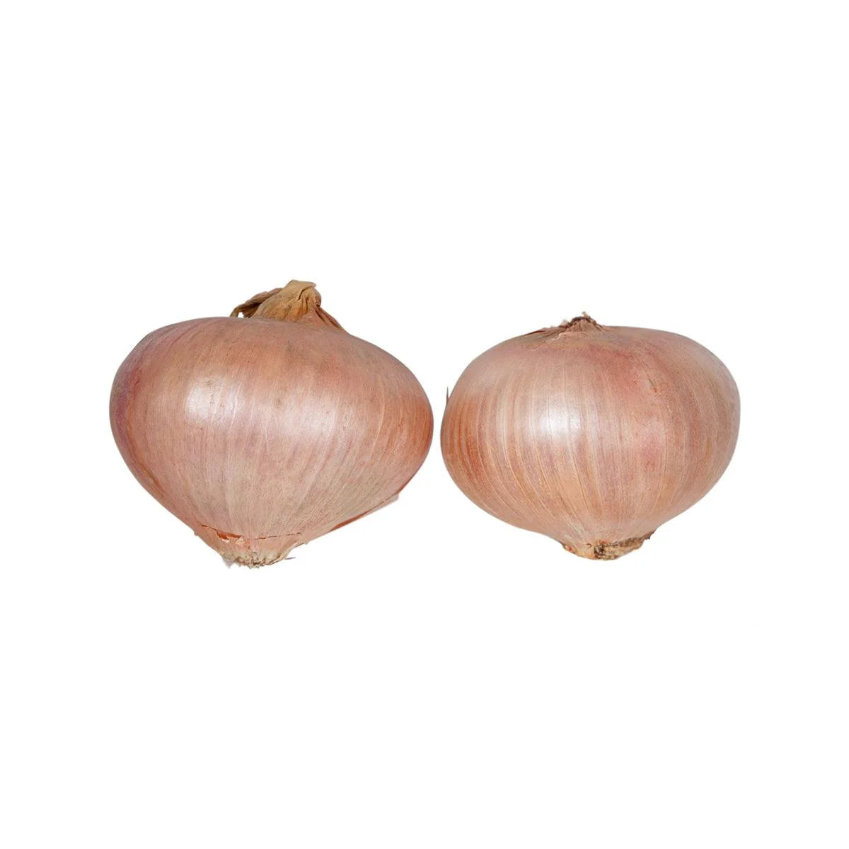 ONION DRY MONTORO