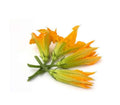 COURGETTE FLOWERS W/OUT JET X 4