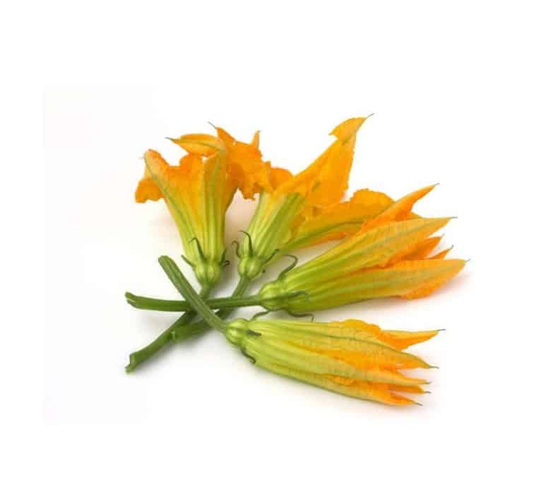 COURGETTE FLOWERS W/OUT JET X 4