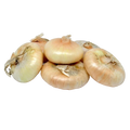 ONION BORETTANE BOX 6 PUNNETS