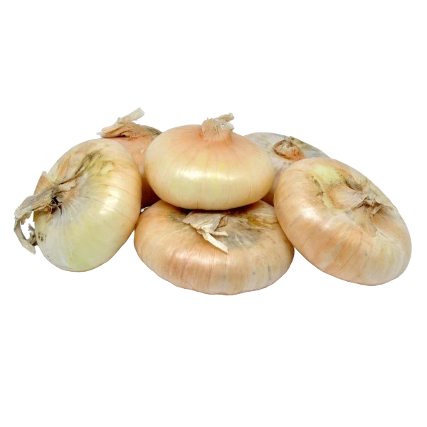 ONION BORETTANE BOX 6 PUNNETS