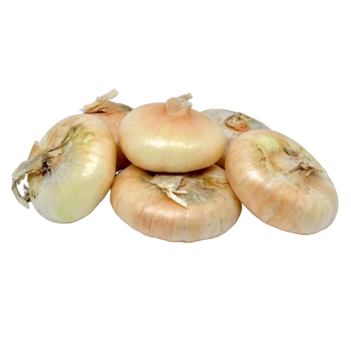 ONION BORETTANE BOX 6 PUNNETS