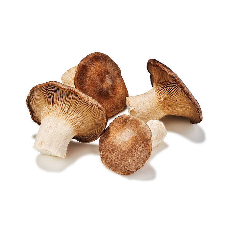 MUSHROOM CARDONCELLI