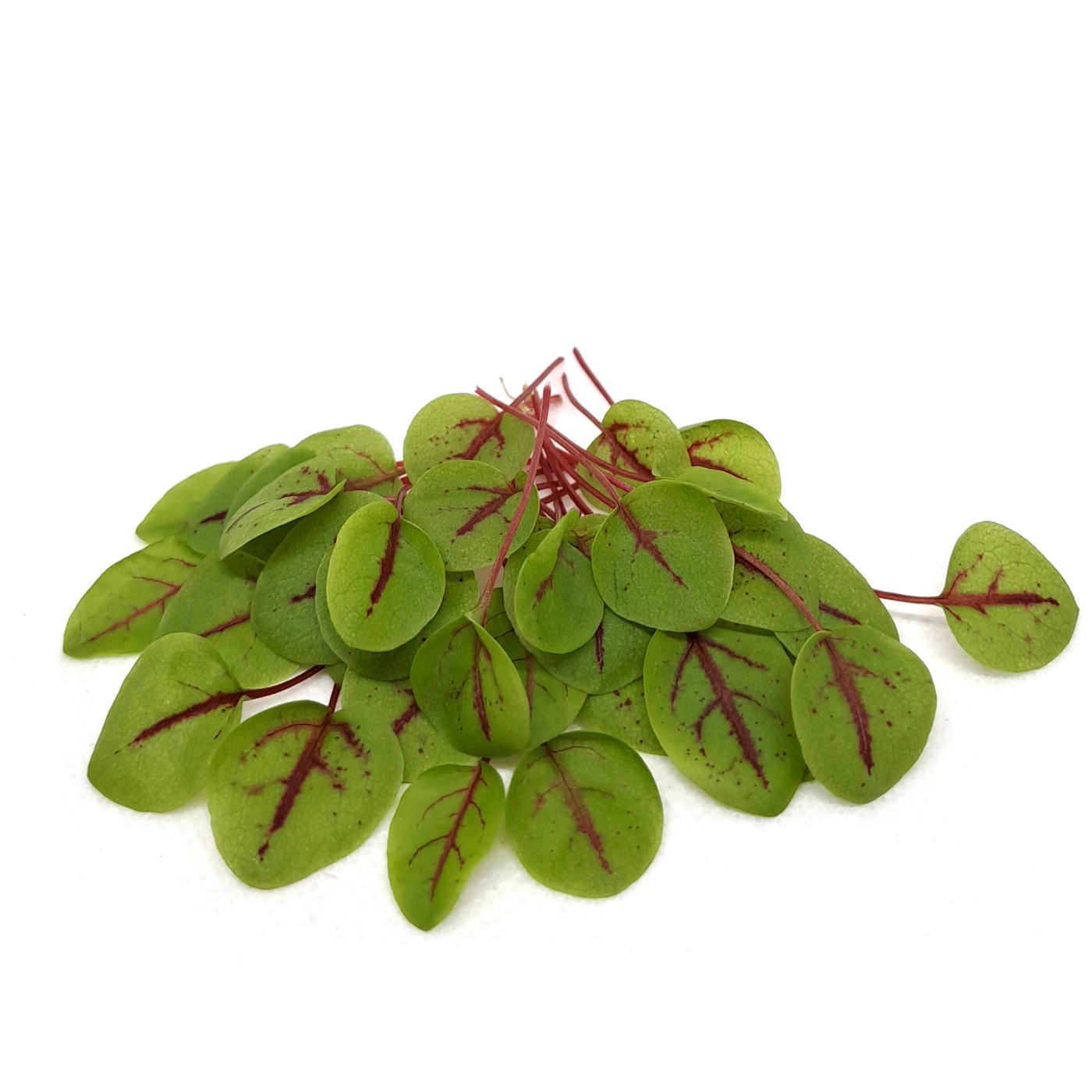 ACETOSA ROSSA