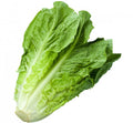 LETTUCE COS