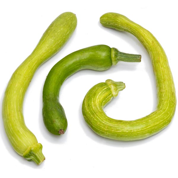 COURGETTES TROMPETTE