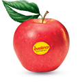 APPLE EVELINA