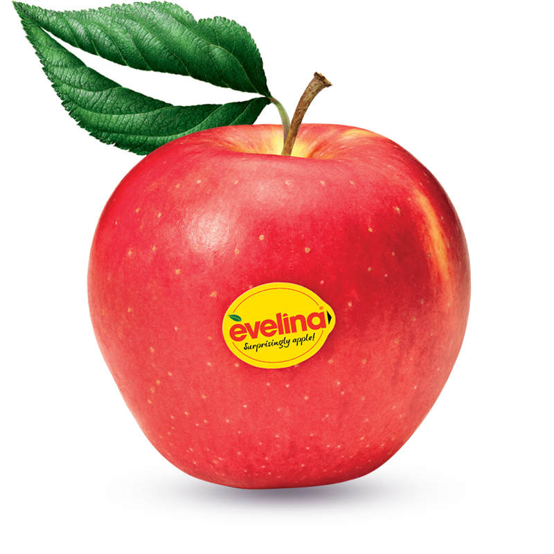APPLE EVELINA