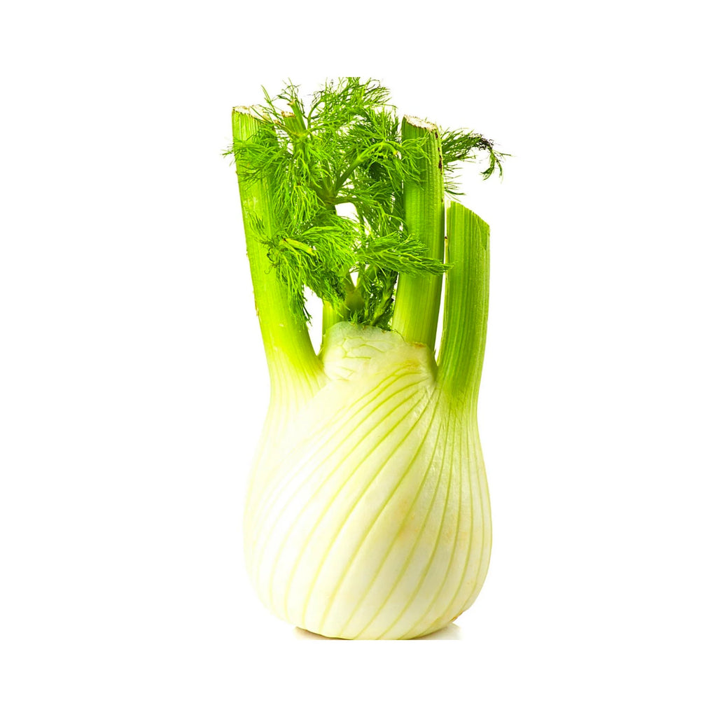 FENNEL 12 PCS