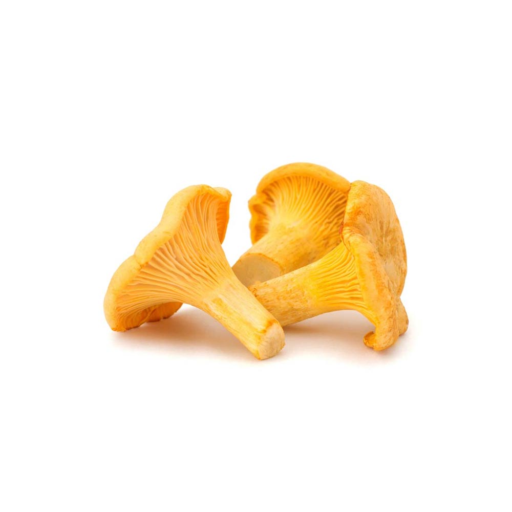 MUSHROOM GIROLLES