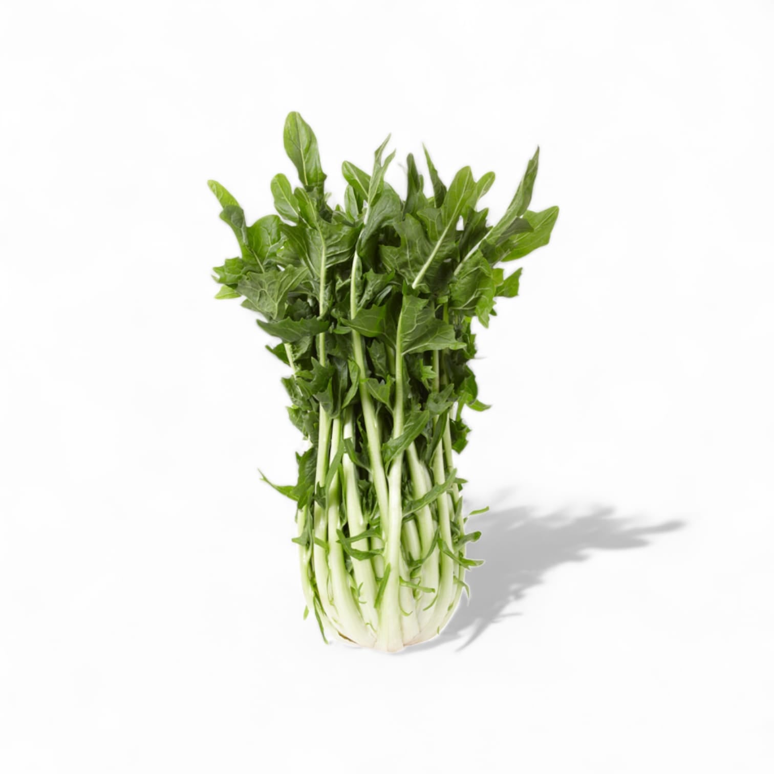 CICORY CATALOGNA WILD