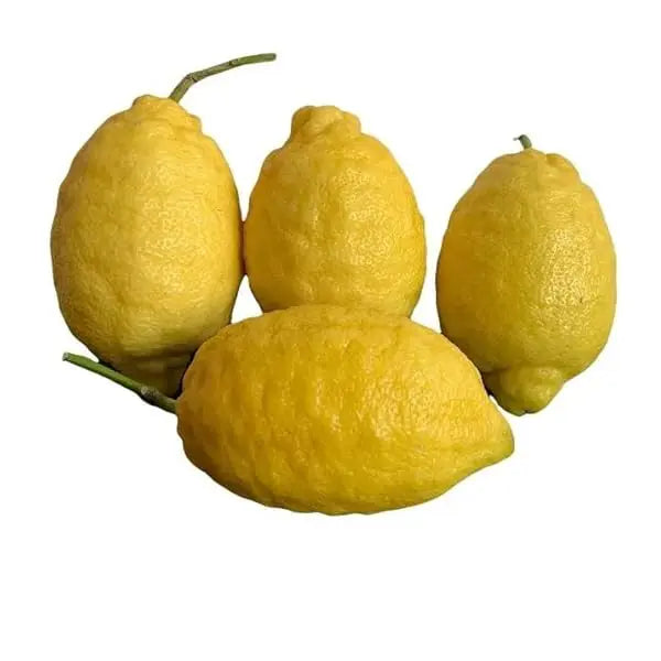 LEMONS LEAFY SINGLE LAYER COSTIERA