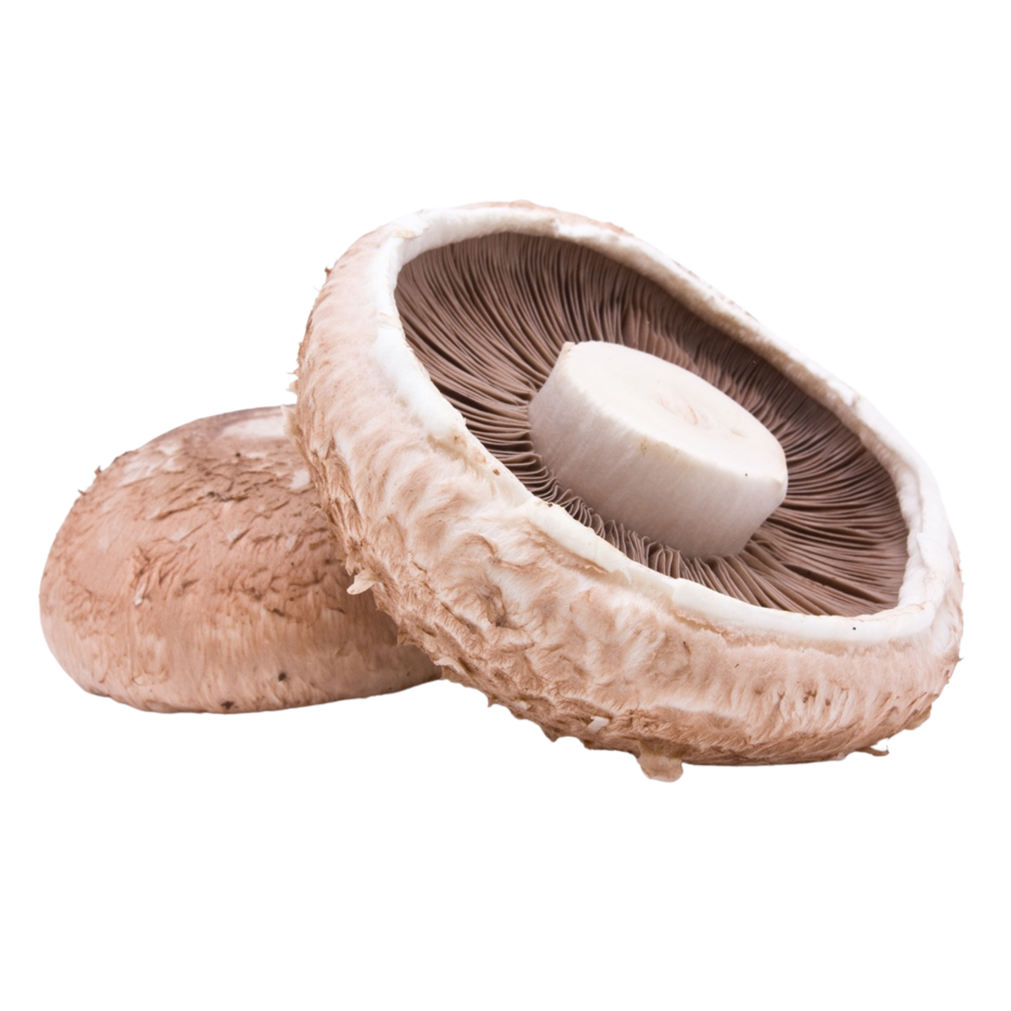 MUSHROOM PORTOBELLO
