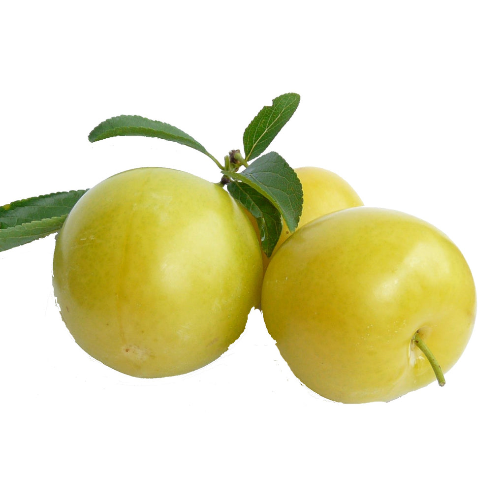 PLUM GOCCIA D`ORO