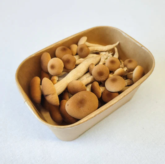 MUSHROOM PIOPPINI PUNNET
