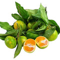 MIYAGAWA LEAFY