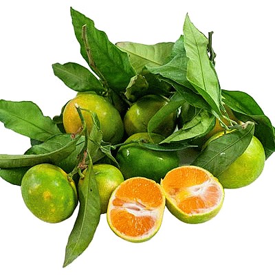 MIYAGAWA LEAFY