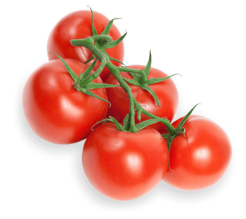 TOMATO ROUND RED ON THE VINE