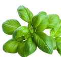 HERB BASIL LIGURIA