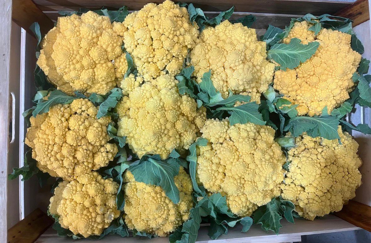CAULIFLOWER YELLOW