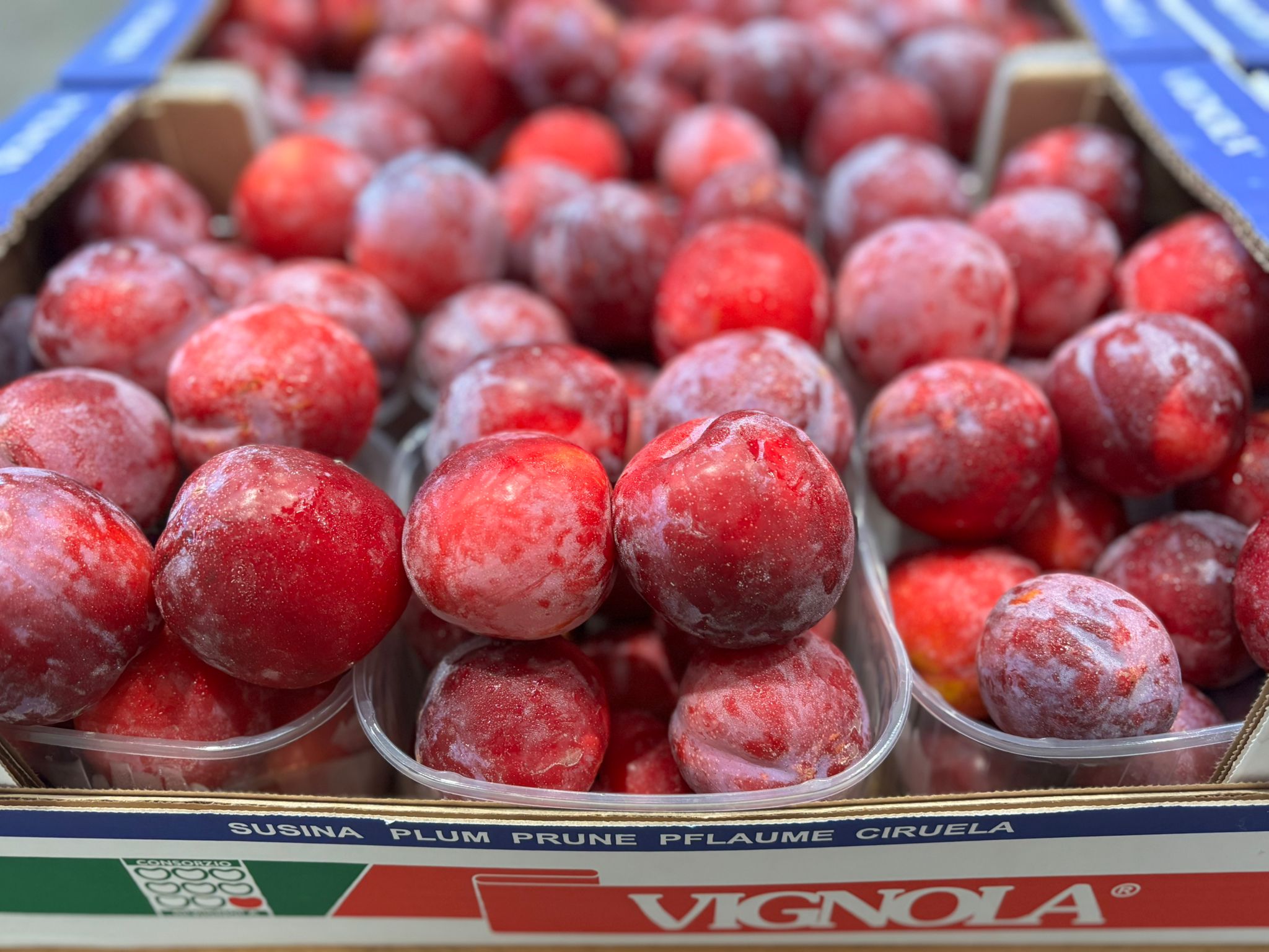 PLUM RED
