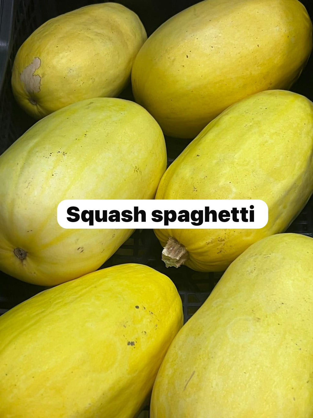 SQUASH SPAGHETTI