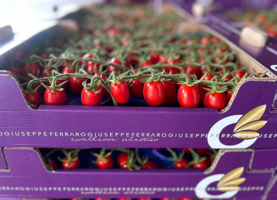 TOMATO BABY PLUM ON THE VINE