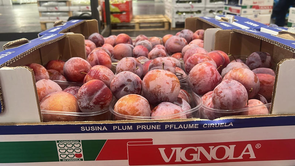PLUMS DOFI SANDRA VIGNOLA