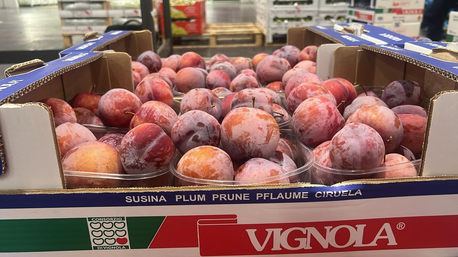 PLUMS DOFI SANDRA VIGNOLA