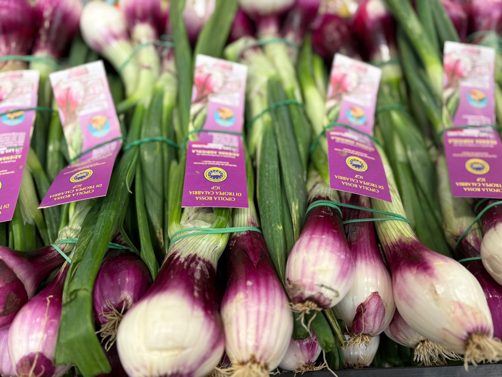ONION GRELOT RED CIPOLLOTTO BUNCH