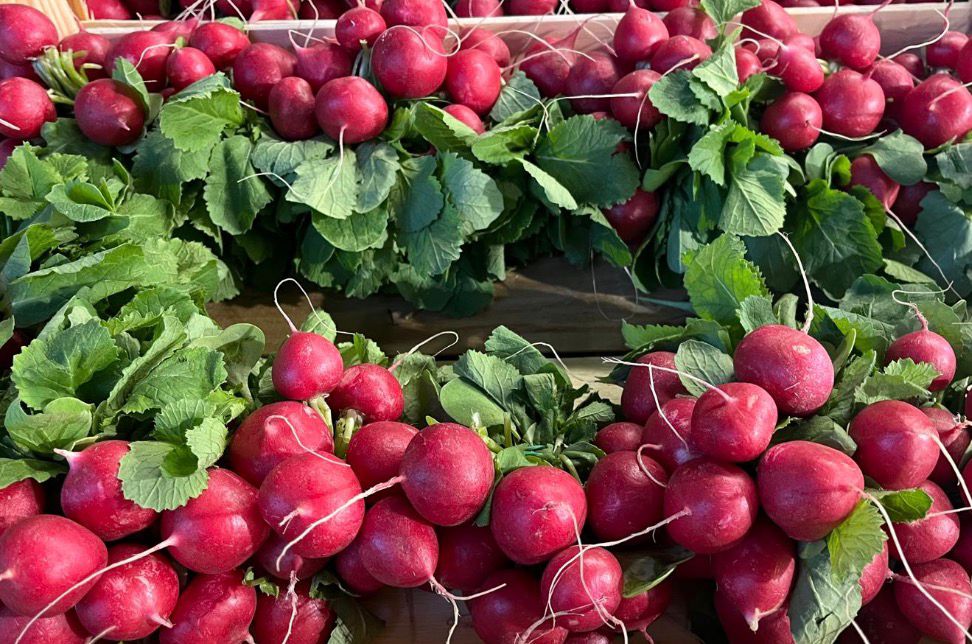 RADISH RED BUNCH 15 BUNCHES