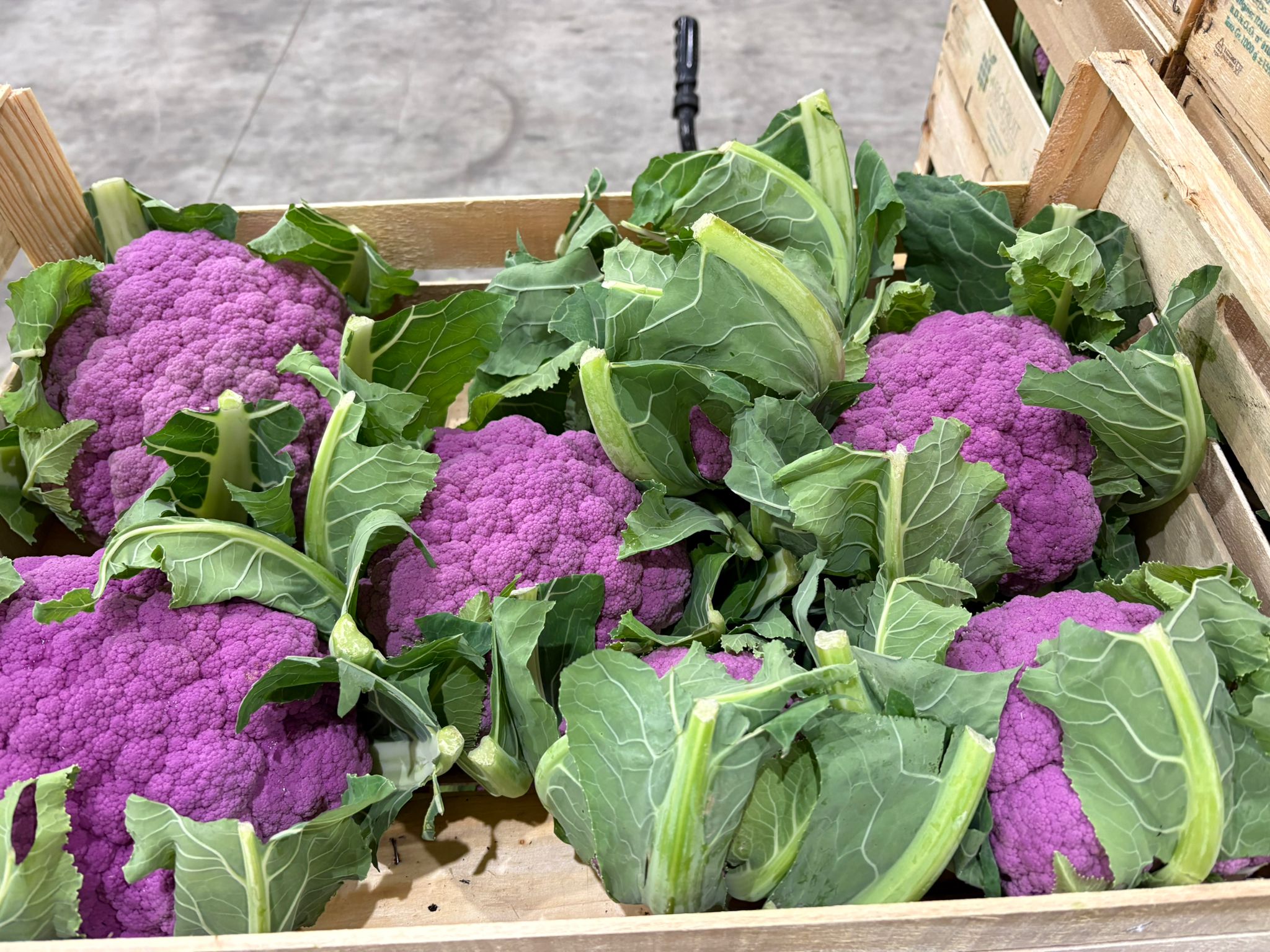 CAULIFLOWER PURPLE