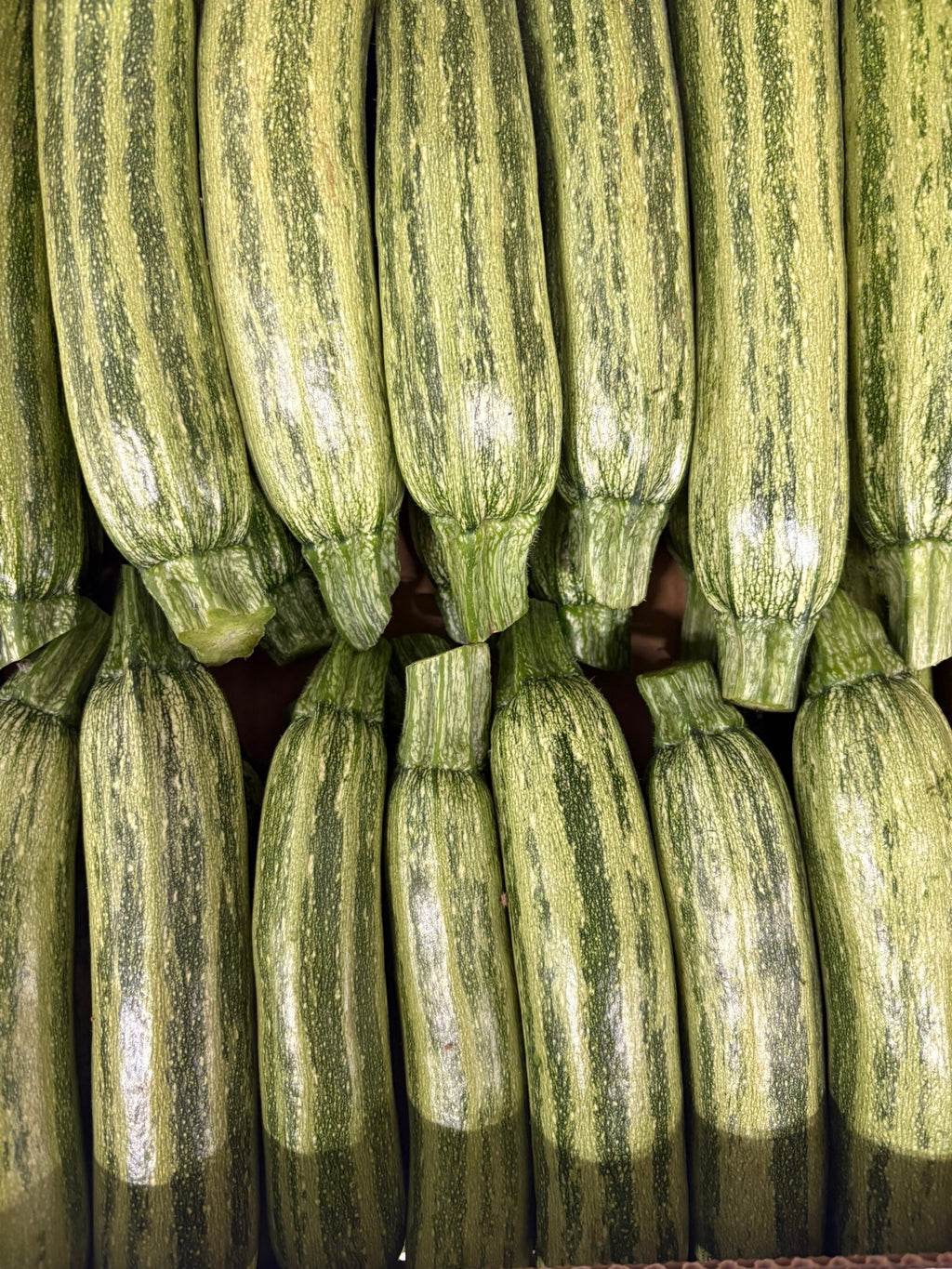 COURGETTES ROMANESCHE