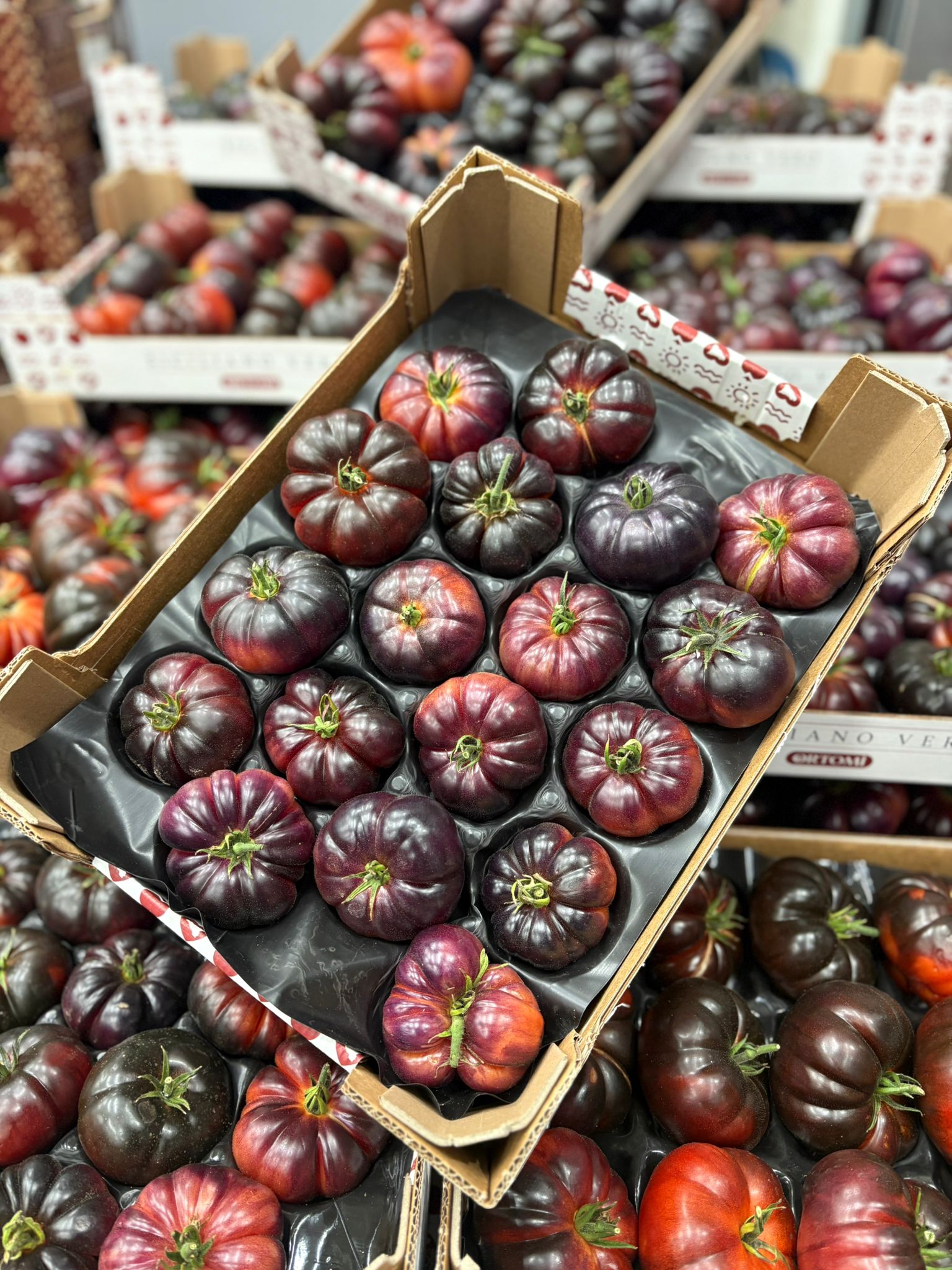 TOMATO SUNBLACK MERINDA PUNNET