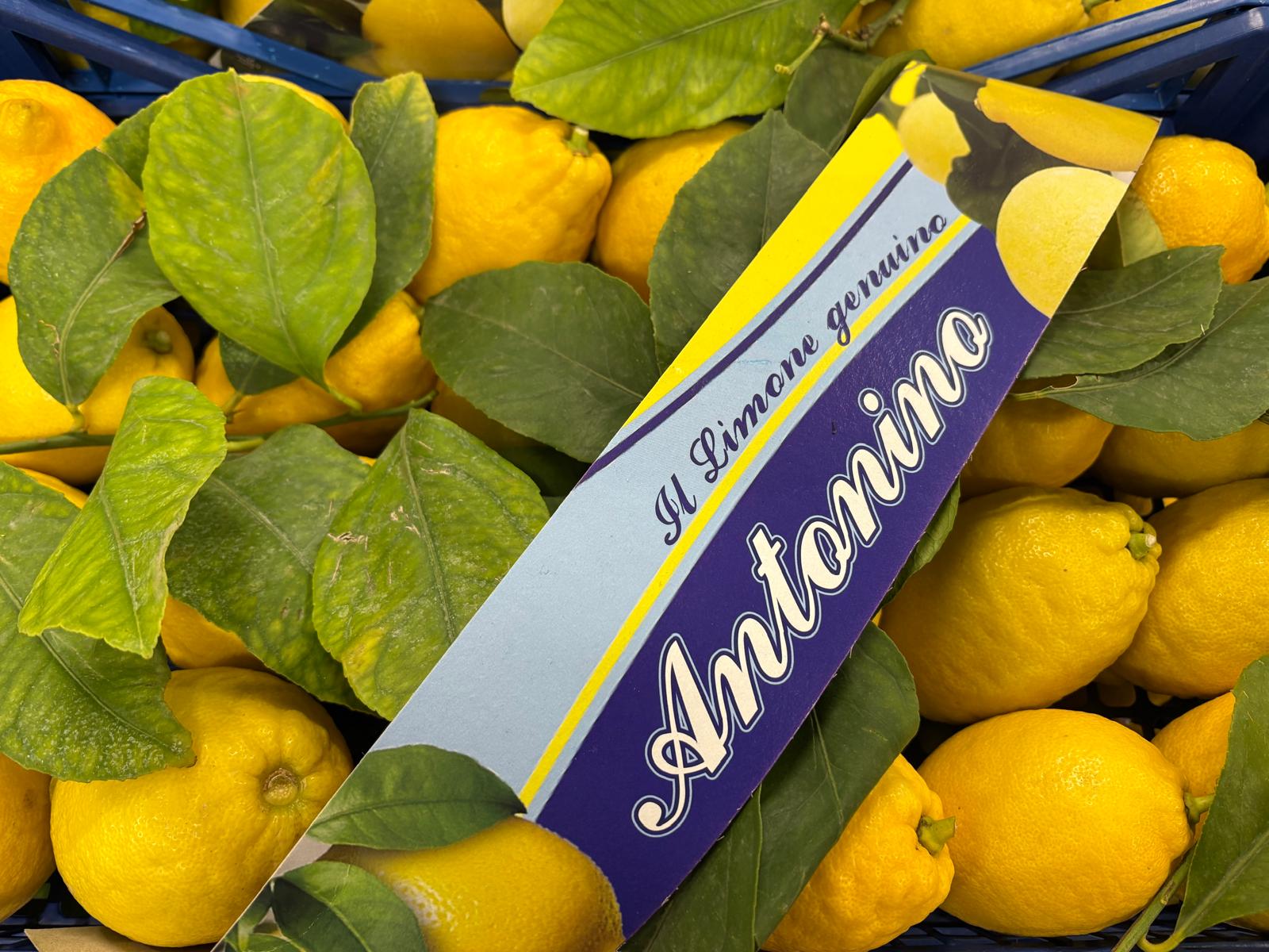 CEDRO LEMON