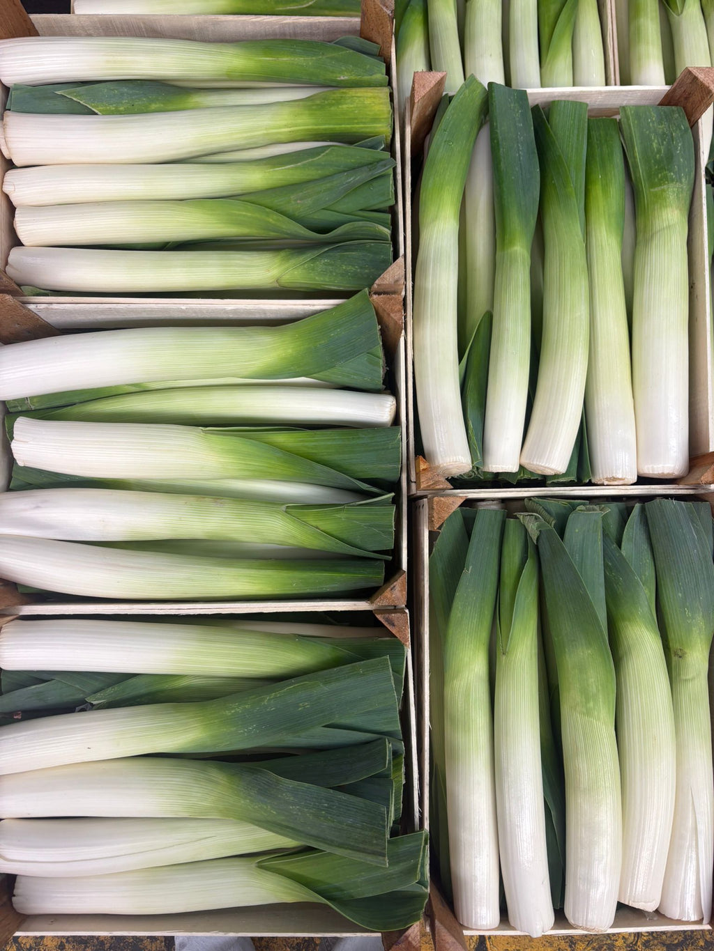 LEEKS ITALIAN