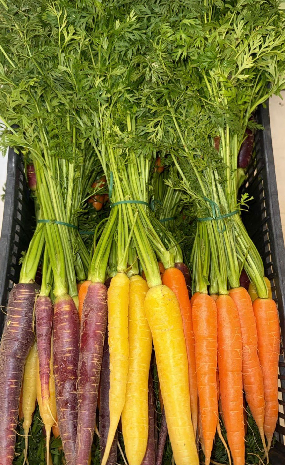 CARROTS HERITAGE BUNCHES