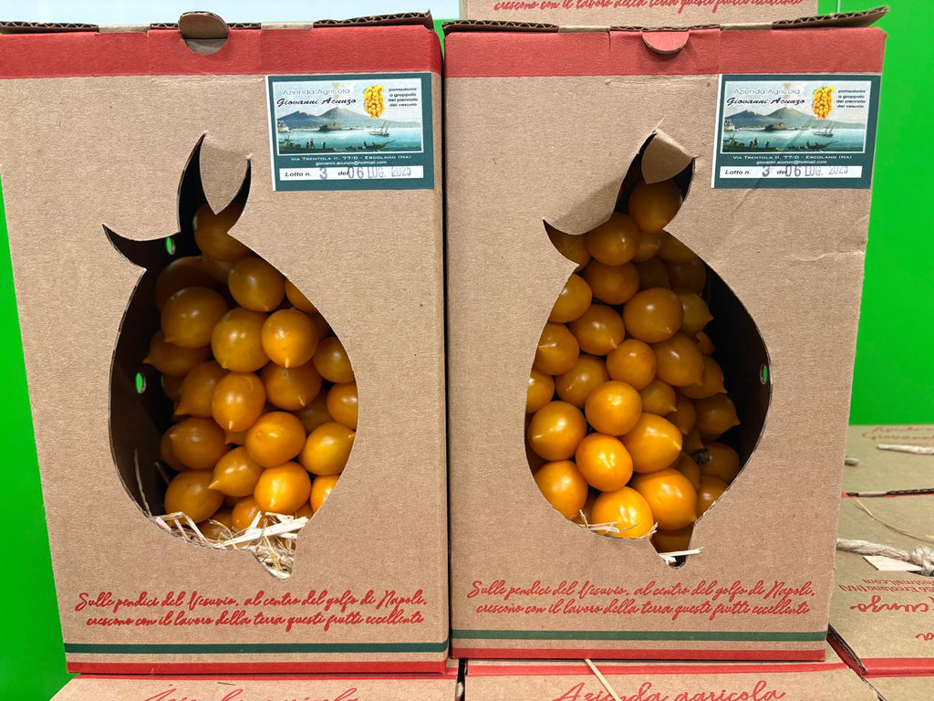 TOMATO PIENNOLO YELLOW
