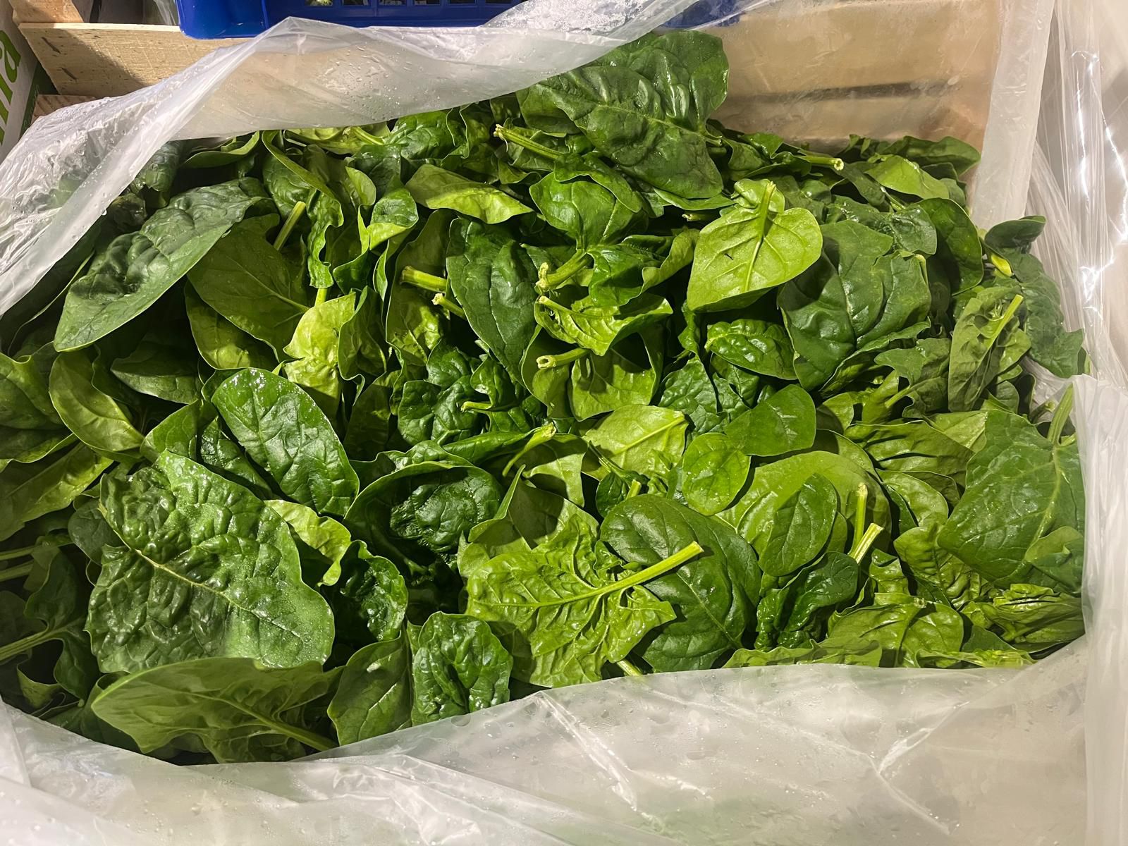 SPINACH LEAVES