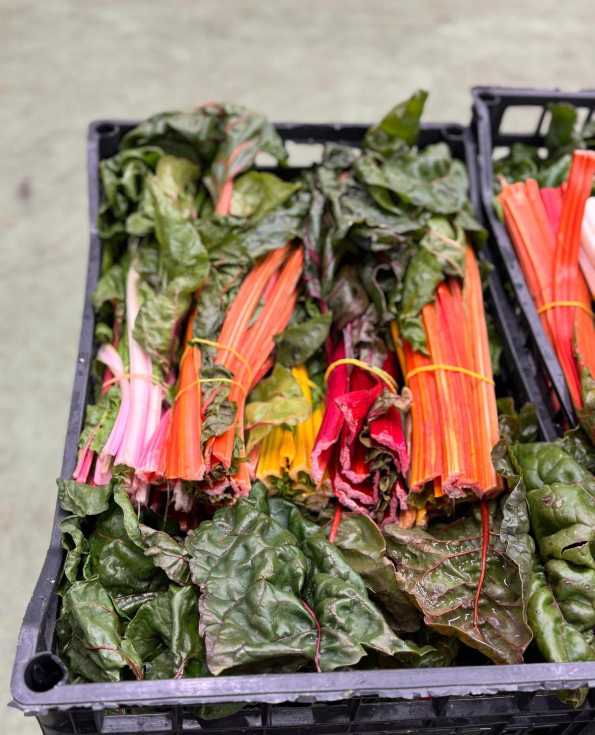 SWISS CHARD RAINBOW