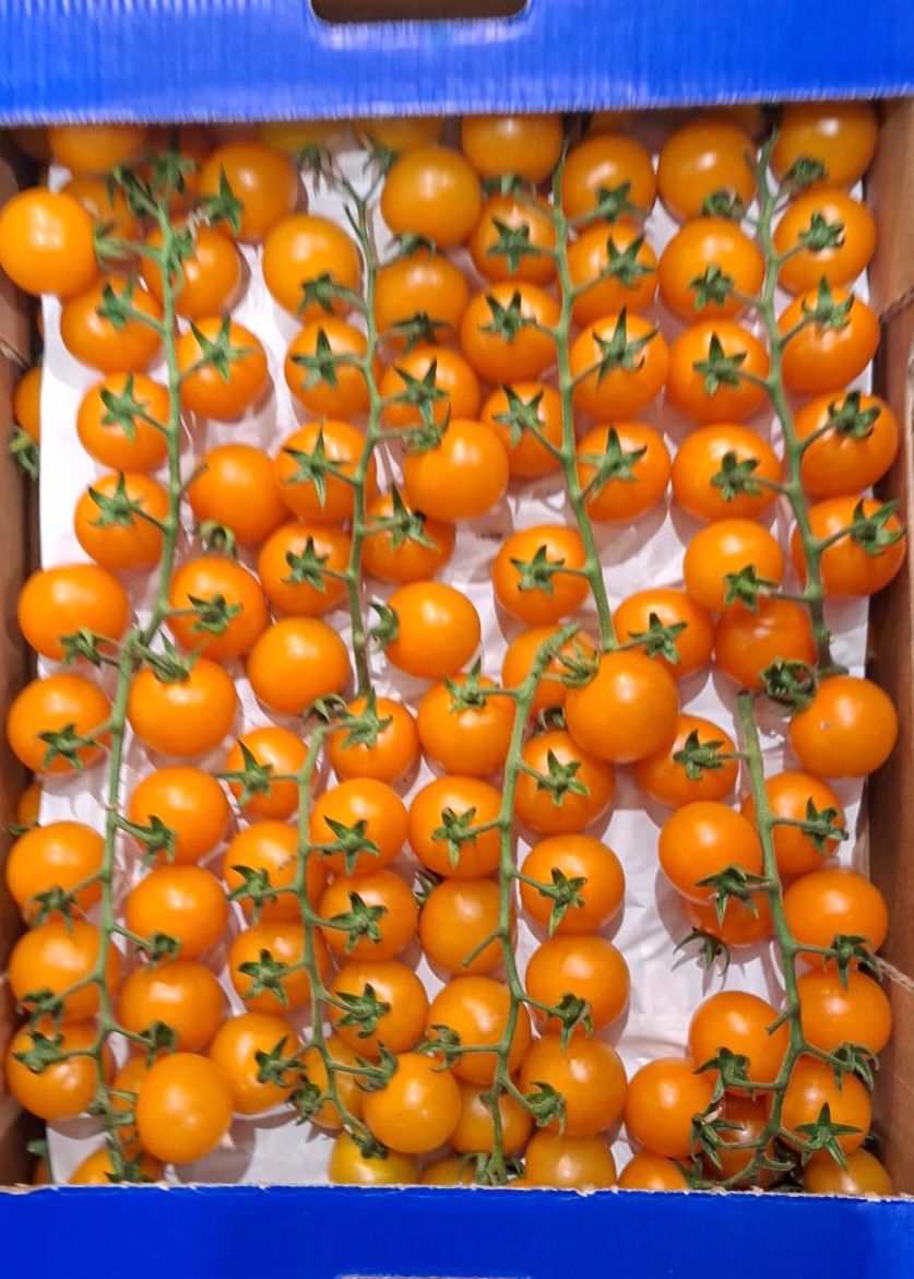 TOMATO CHERRY VINE ORANGE