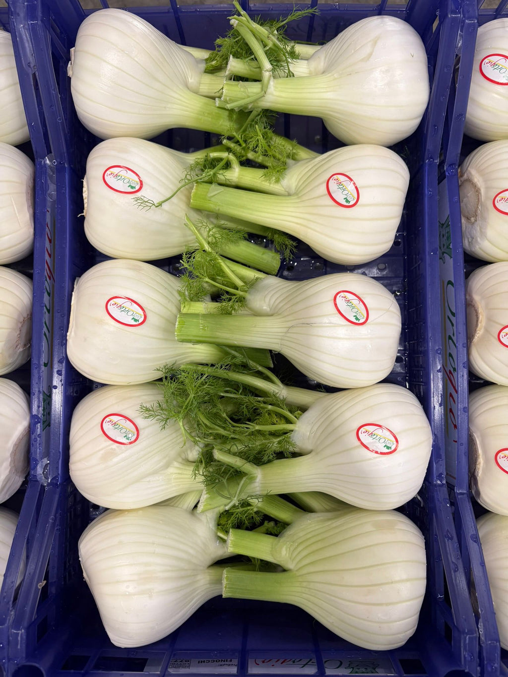 FENNEL 10 PCS