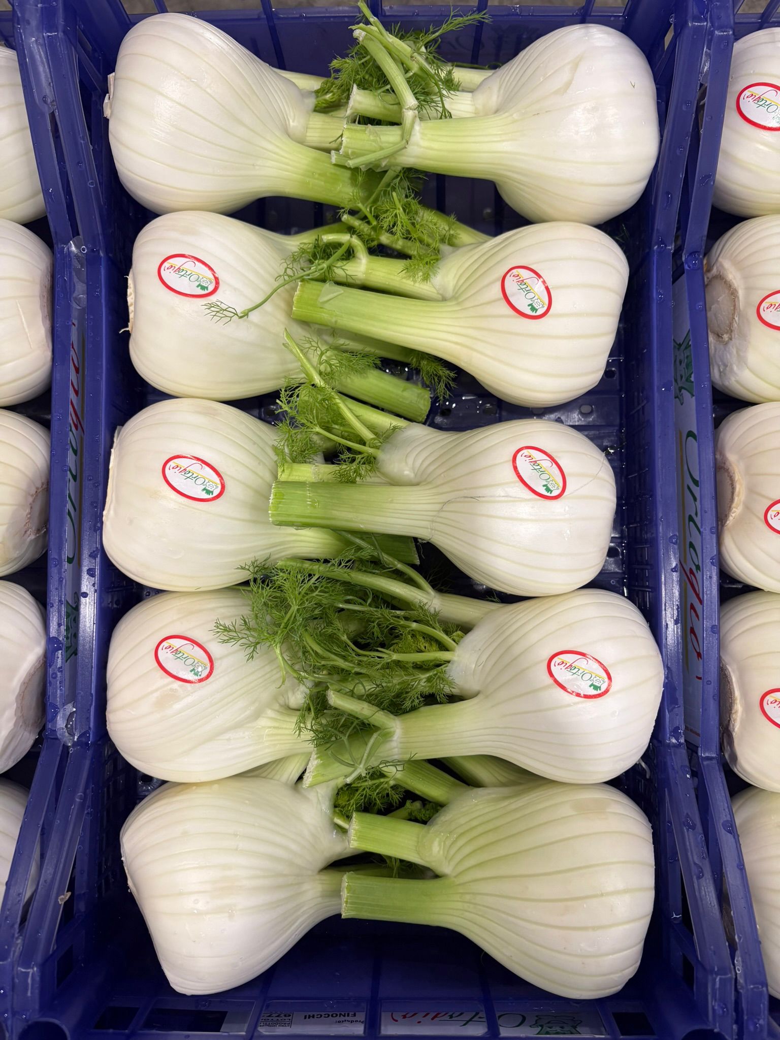 FENNEL 10 PCS