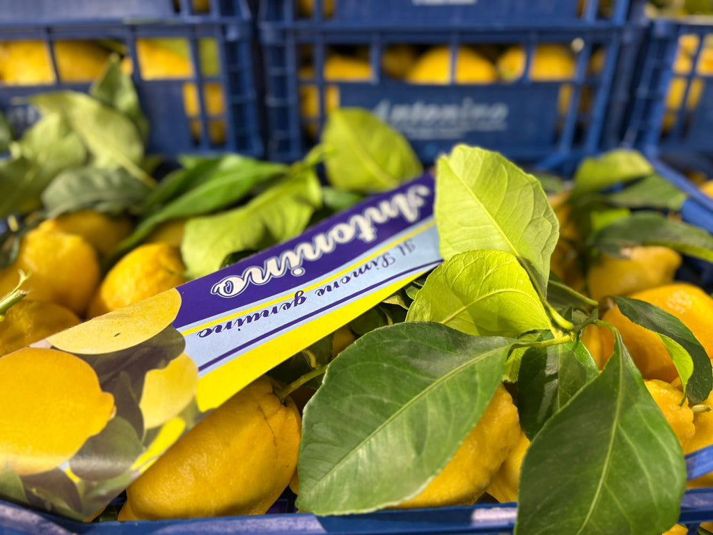 LEMONS LEAFY SINGLE LAYER COSTIERA