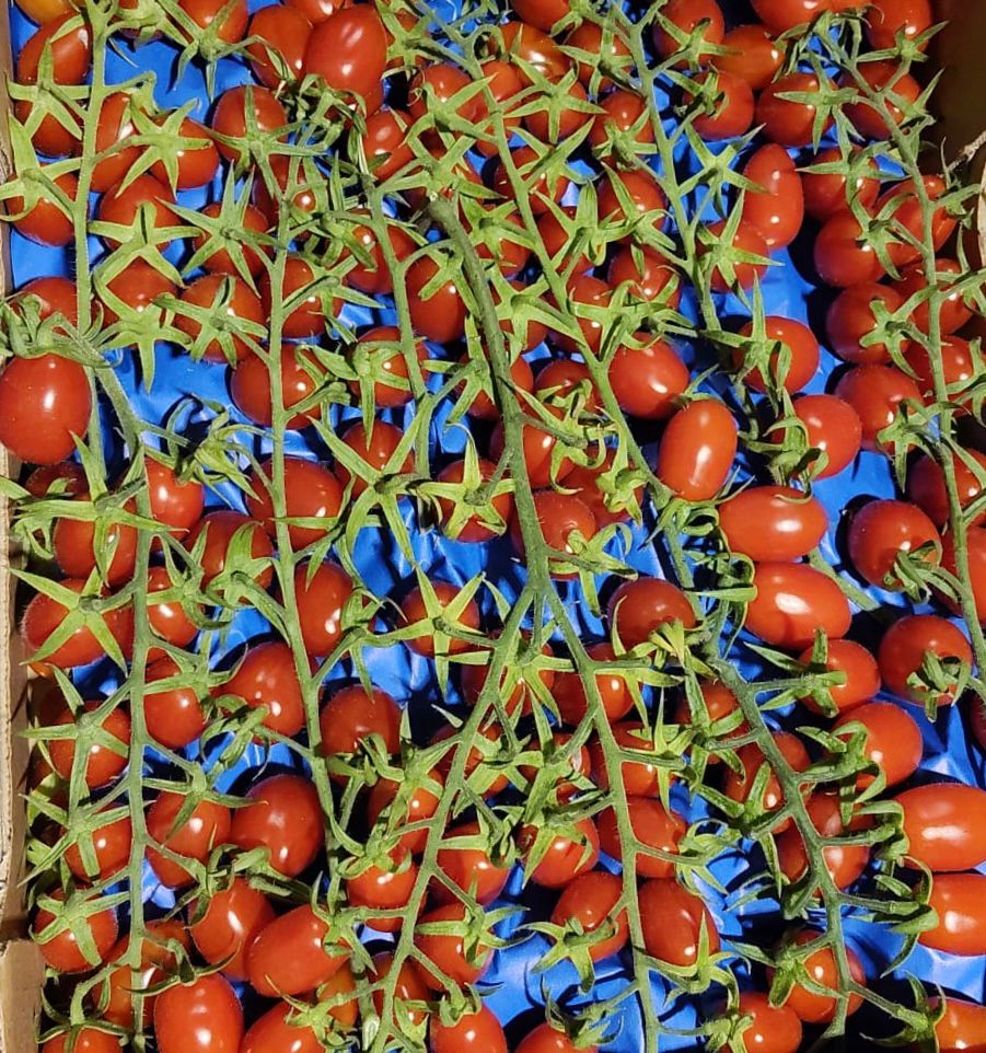 TOMATO PICCADILLY