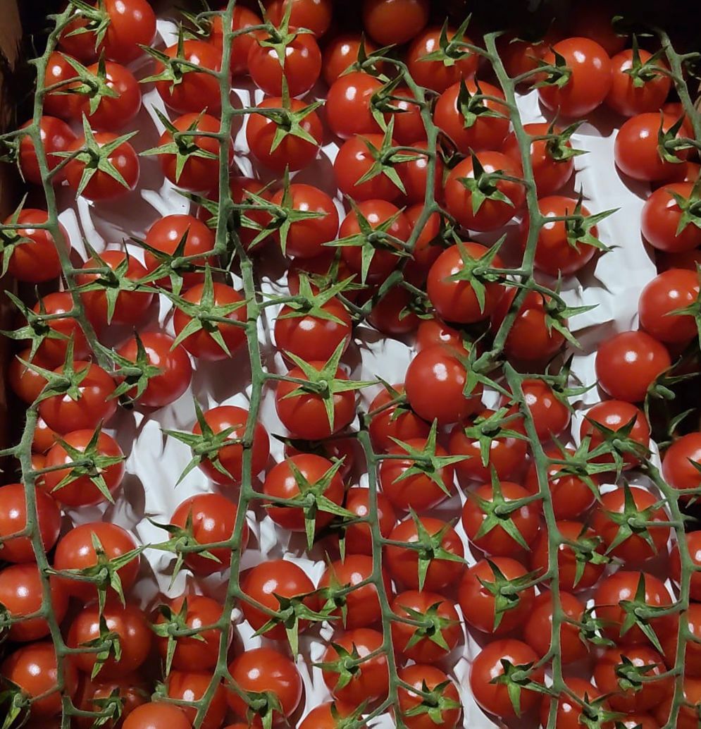 TOMATO BABY PLUM ON THE VINE PUNNET